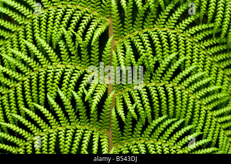 Fougère arborescente, Dicksonia Antartica Banque D'Images