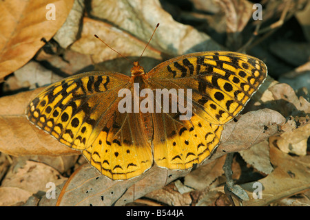 Great spangled fritillary (Speyeria cybele ) Banque D'Images