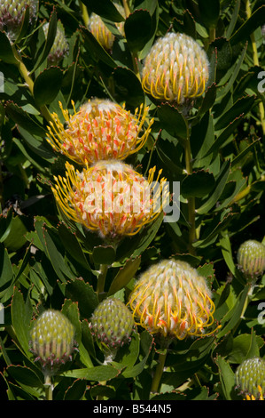 Fleurs de Pincushion sud-africaines leucospermum cordifolium Banque D'Images