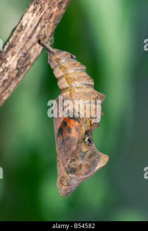 Virgule Polygonia satyrus satyre Banque D'Images