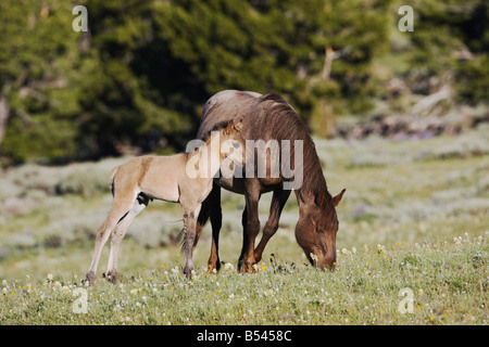 Cheval Mustang Equus caballus mare et colt Pryor Mountain Wild Horse gamme Montana USA Banque D'Images