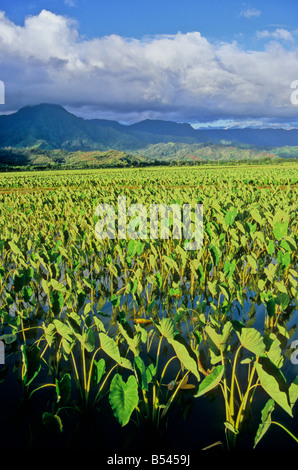 Dans la vallée d'Hanalei Taro sur Kauai Banque D'Images