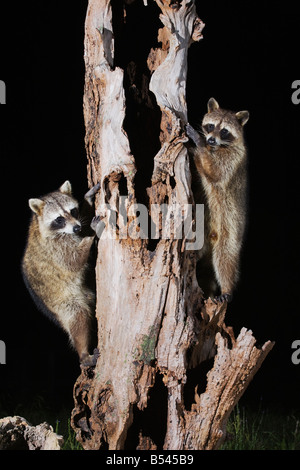 Raton laveur Procyon lotor paire climbing tree Sinton Coastal Bend Corpus Christi Texas USA Banque D'Images