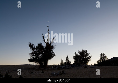 Bristlecone Pines et la lune, les Montagnes Blanches Banque D'Images