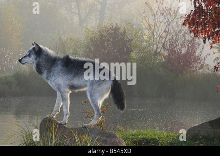 Loup gris rétroéclairé debout sur rock au-dessus de l'eau dans la brume du petit matin avec des couleurs d'automne Banque D'Images