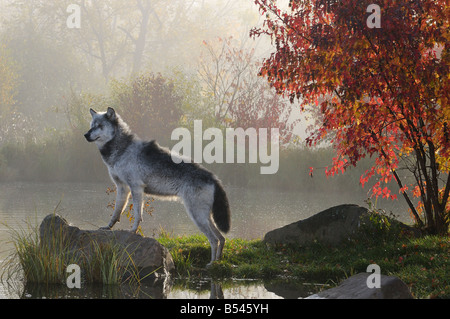 Le loup alpha rétroéclairé debout sur rock au-dessus de l'eau dans la brume du petit matin avec arbre d'érable rouge Banque D'Images