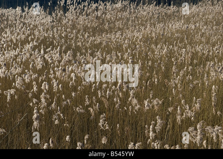 Roseau commun Phragmites australis Banque D'Images