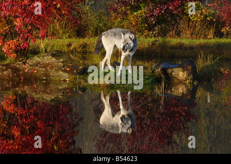 Timber Wolf reflètent dans l'eau calme au milieu d'érable rouge et de couleur à l'automne Banque D'Images