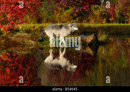Loup gris toe pendage dans l'eau d'une réflexion au bord de la rivière entourée de couleurs d'automne Banque D'Images