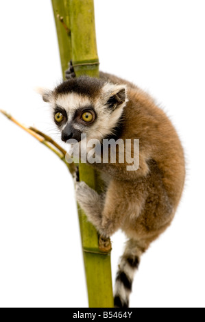 Untitled Document l'anneau 6 semaines Lemur catta devant un fond blanc Banque D'Images
