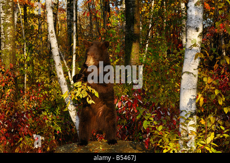 Ours noir debout sur un rocher de manger des baies dans une forêt d'automne avec les bouleaux le matin Banque D'Images