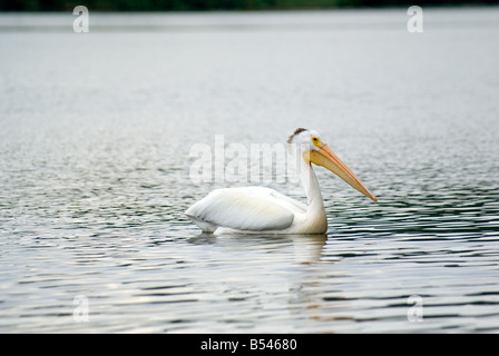 Lac des Bois pelican island Banque D'Images