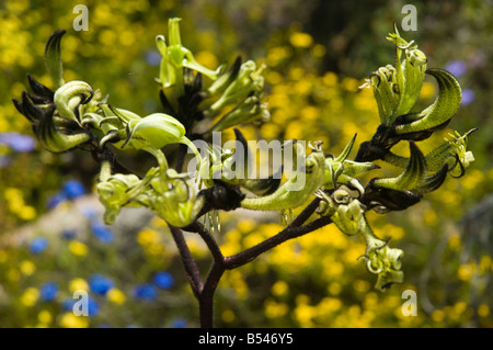 Fleurs sauvages d'australie occidentale Patte de kangourou noir fulginosa Macropidia Banque D'Images