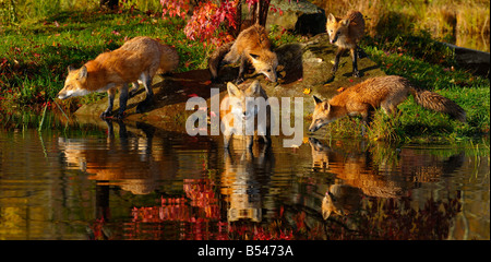 Panorama de la famille de renards roux et marcher dans l'eau potable à bord des rivières à l'automne avec les réflexions de la feuille d'érable rouge Banque D'Images