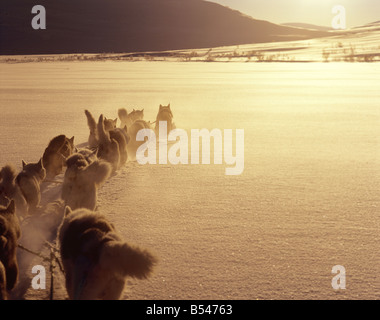 Siberian Huskies - traîneau tirant Banque D'Images