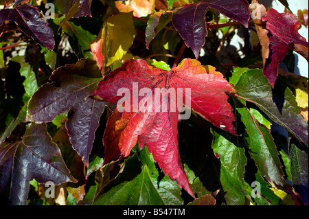 Virginia creeper Parthenocissus quinquefolia automne rouge brun chaud doré Banque D'Images