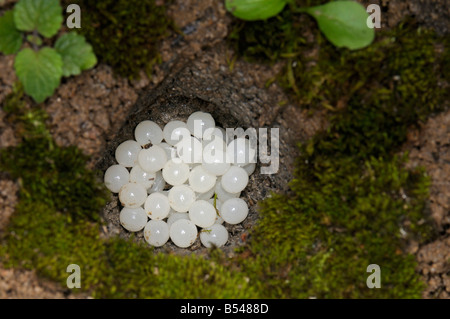 Escargot romain, les escargots escargot, escargots (Helix pomatia), oeufs Banque D'Images