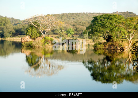 Tôt le matin, au bord du lac, avec des aigrettes dans les arbres, le parc national de Ranthambore, Rajasthan, Inde Banque D'Images