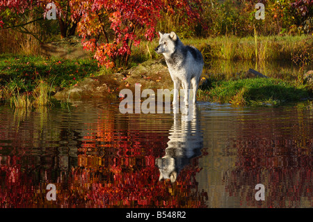 Le loup gris debout dans l'eau à bord de la rivière entourée de couleurs d'automne Canis Lupus Minnesota USA Banque D'Images