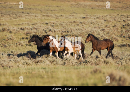 Troupeau de chevaux Mustang Equus caballus exécutant Pryor Mountain Wild Horse gamme Montana USA Banque D'Images