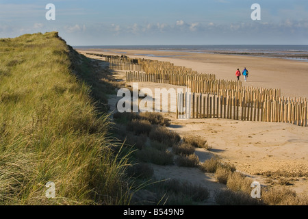 La stabilisation des dunes de sable de l'Holme N N R Norfolk UK Banque D'Images