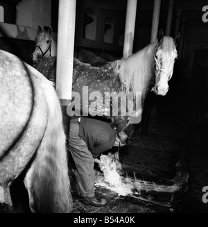 Lord Mayor's coachman prépare ses chevaux pour le Seigneur Mayor's show. 61-year-old Jack Strickland, d'Ambérieu-Bois, Essex, shampooings "Horsa", un 6-year-old shire, un des six chevaux shire gris correspondant des écuries de Whitbread & Co Ltd, la ville brasseurs. M. Strickland qui sera le moteur de l'équipe, et il est le plus expérimenté de Whitbread horse driver. ;Novembre 1969 ;Z10751-002 Banque D'Images