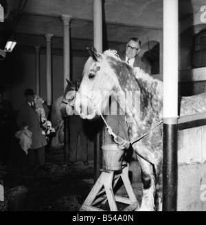 Lord Mayor's coachman prépare ses chevaux pour le Seigneur Mayor's show. 61-year-old Jack Strickland, d'Ambérieu-Bois, Essex, shampooings "Horsa", un 6-year-old shire, un des six chevaux shire gris correspondant des écuries de Whitbread & Co Ltd, la ville brasseurs. M. Strickland qui sera le moteur de l'équipe, et il est le plus expérimenté de Whitbread horse driver. ;Novembre 1969 ;Z10751 Banque D'Images