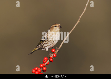 Tarin des pins Carduelis pinus perché sur adultes Holly Ilex decidua Possum Haw berries Bandera Hill Country Texas USA Banque D'Images