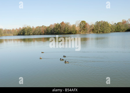 Scène d'automne sur le lac étang avec canards natation Banque D'Images