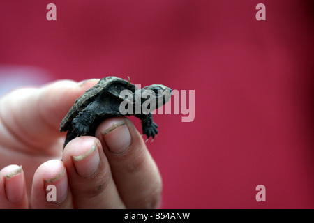 Un petit bébé tortue serpentine détenu à la Michigan Zoo familial DeYoung Banque D'Images