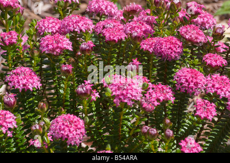 Fleurs sauvages d'australie occidentale Pimelea ferruginea Banque D'Images