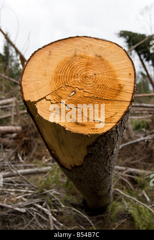 Fin de l'écrasement d'un arbre arbre montrant les anneaux de croissance de l'état de l'Oregon USA Banque D'Images