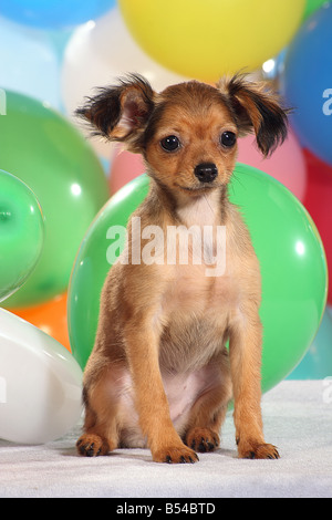 Russian Toy Terrier - assis en face de ballons Banque D'Images