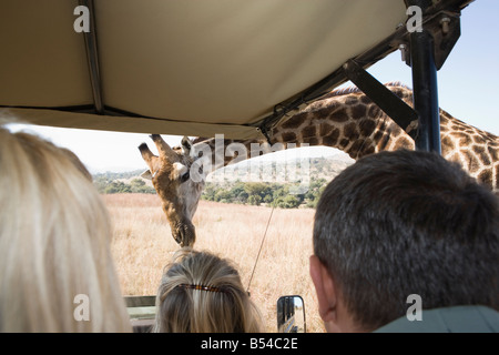 Véhicule de Safari avec les touristes, à la recherche à des girafes, Banque D'Images