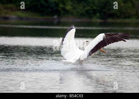 Lac des Bois pelican island Banque D'Images