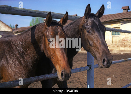 Deux chevaux bay - portrait Banque D'Images