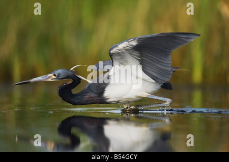 Aigrette tricolore Egretta tricolor Sinton pêche adultes Corpus Christi Texas USA Coastal Bend Banque D'Images