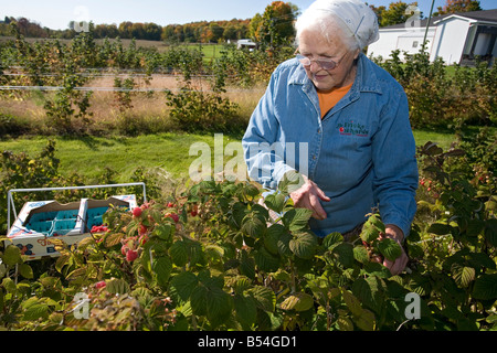 77-Year-Old Woman Picks framboises sur Farm Banque D'Images