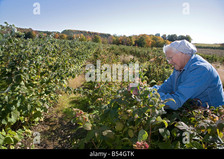 77-Year-Old Woman Picks framboises sur Farm Banque D'Images