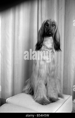 Impey l'animal de Mme Anith Doe qui est propriétaire d'un salon de coiffure et de beauté à Bognor Regis. Impey attend chaque pouce un aristocrate. ;Oct. 19 Banque D'Images