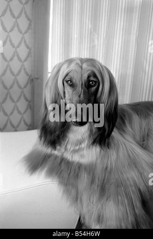 Impey l'animal de Mme Anith Doe qui est propriétaire d'un salon de coiffure et de beauté à Bognor Regis. Impey attend chaque pouce un aristocrate. ;Oct. 19 Banque D'Images