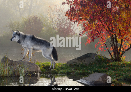 Loup gris rétroéclairé debout sur rock au-dessus de l'eau dans la brume du petit matin avec arbre d'érable rouge Banque D'Images