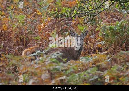 Jeune mâle Red Deer Cervus elaphus debout parmi les fougères d'automne Banque D'Images