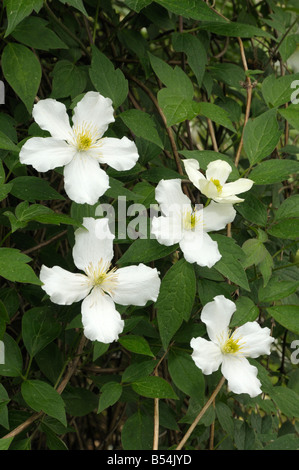 Anemone Clematis (Clematis montana), variété : Superba, la floraison Banque D'Images