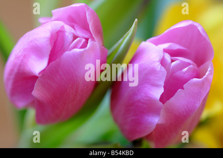 Tulipe rose fleur (Tulipa genre) close up Banque D'Images