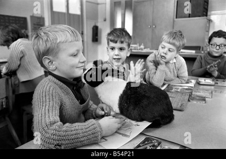 6-year-old John Sweeting (fair-haired boy avec son animal lapin dans la salle de classe à l'Église d'Angleterre Rawmarsh Nourrissons School hier lundi). Décembre 1969 Z11756-001 Banque D'Images