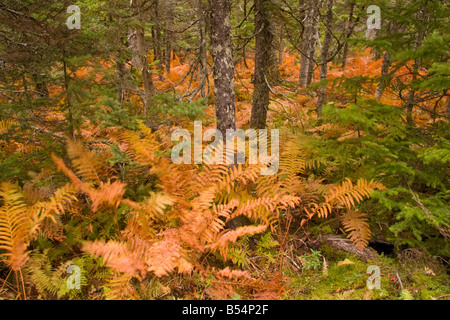 L'osmonde cannelle tapis forestier - le sentier Skyline, parc national, l'île du Cap-Breton, Nouvelle-Écosse, Canada Banque D'Images