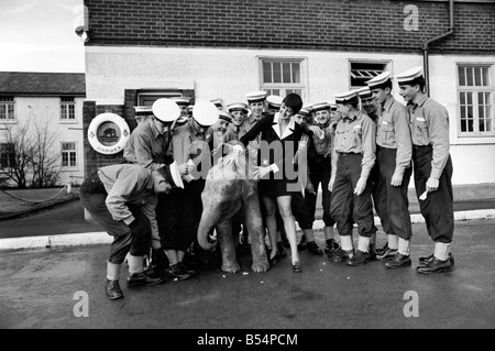 Twiggy le bébé éléphant avait une demi-heure de retard pour son rendez-vous à 'remorquer des lieux', les 47 ans, le Capitaine Derek Napper Napper, skipper de HMS Ganges l'école de formation navale Shotley Suffolk, et a constaté qu'elle avait été remplacé par une paire de chevaux. Une demi-heure de retard, mais le bébé éléphant Twiggy obtient un mot de bienvenue de l'équipage. Novembre 1969 Z11406-001 Banque D'Images