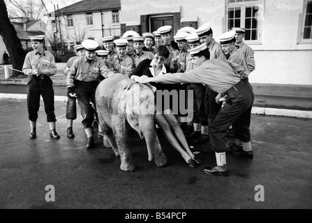 Twiggy le bébé éléphant avait une demi-heure de retard pour son rendez-vous à 'remorquer des lieux', les 47 ans, le Capitaine Derek Napper Napper, skipper de HMS Ganges l'école de formation navale Shotley Suffolk, et a constaté qu'elle avait été remplacé par une paire de chevaux. Une demi-heure de retard, mais le bébé éléphant Twiggy obtient un mot de bienvenue de l'équipage. Novembre 1969 Z11406-002 Banque D'Images