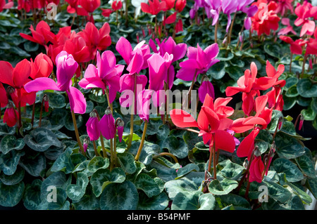 Primulaceae Cyclamen mélangées Banque D'Images